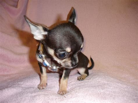 Lilys Chihuahuas Lilys Chihuahuas is located in Hillsdale, Michigan, around 180 miles from Ohio; not too far to travel for a reputable Chihuahua breeder that sells top-quality home-reared Chihuahua puppies. . Chihuahua breeders in ohio
